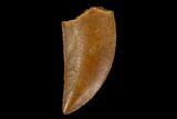 Serrated, Raptor Tooth - Real Dinosaur Tooth #115938-1